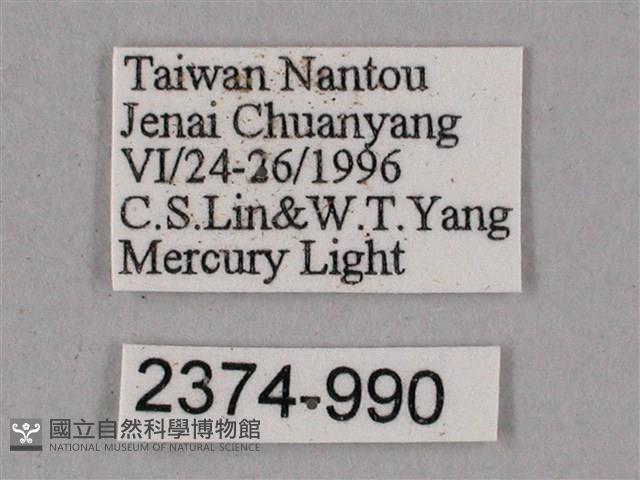 榆綠天蛾藏品圖，第3張