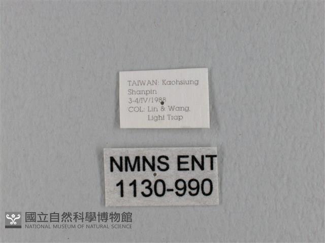 鋸緣枯葉蛾藏品圖，第3張