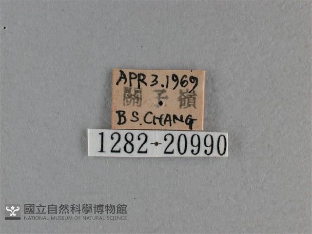 竹橙斑弄蝶藏品圖，第3張