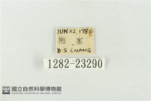 連珠波紋蛾藏品圖，第3張