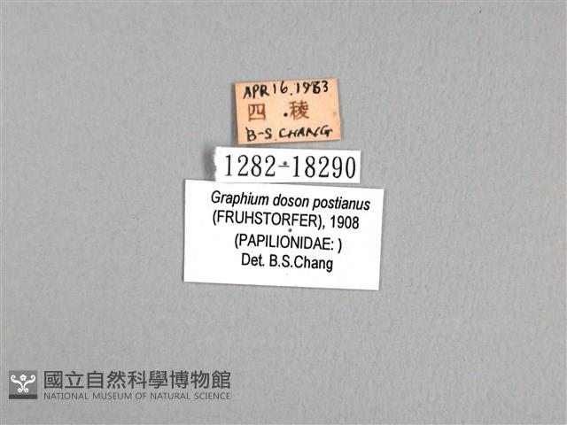 木蘭青鳳蝶藏品圖，第3張