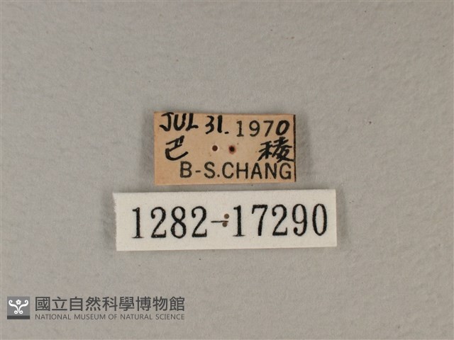 白裳貓蛺蝶藏品圖，第3張