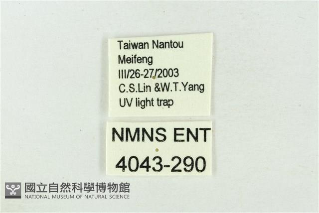 印華波紋蛾藏品圖，第3張