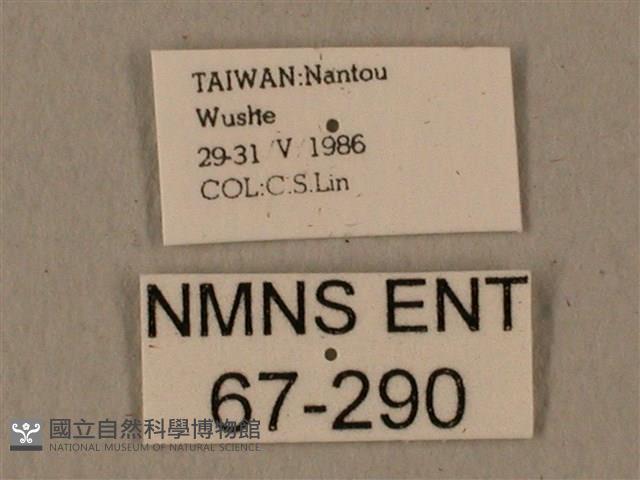 全緣缺角天蛾藏品圖，第3張