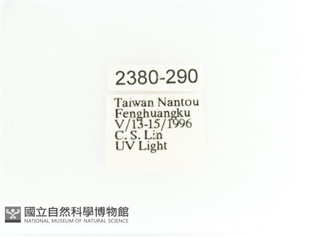 艷金龜藏品圖，第2張