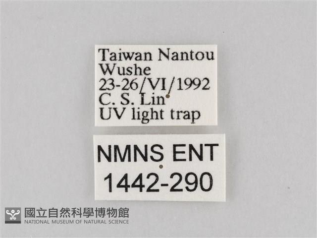 長斑擬燈蛾藏品圖，第3張