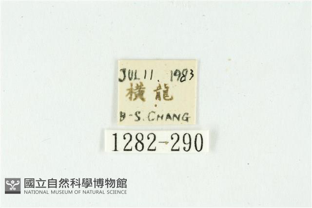 白斑散紋夜蛾藏品圖，第3張