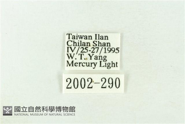 棍棒污燈蛾藏品圖，第3張