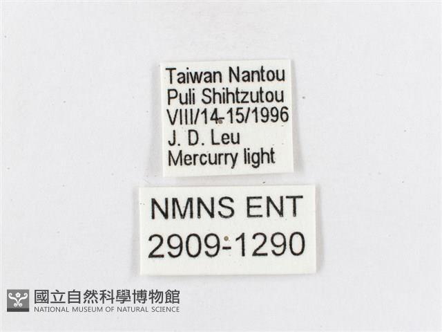 蓬萊茶斑蛾藏品圖，第3張