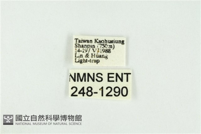 黑翅黃毒蛾藏品圖，第3張