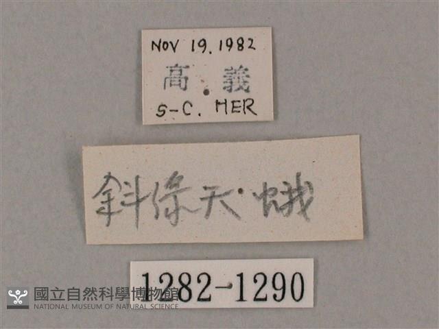 斜綠天蛾藏品圖，第3張