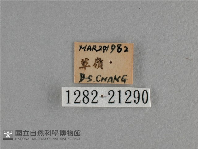 曲紋黛眼蝶藏品圖，第3張