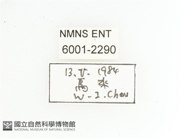黃肩長腳花金龜藏品圖，第2張