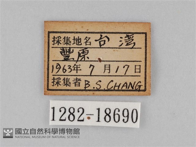 雙標紫斑蝶藏品圖，第3張