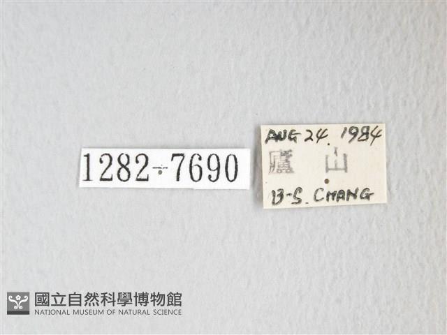 圓翅大鉤蛾藏品圖，第3張