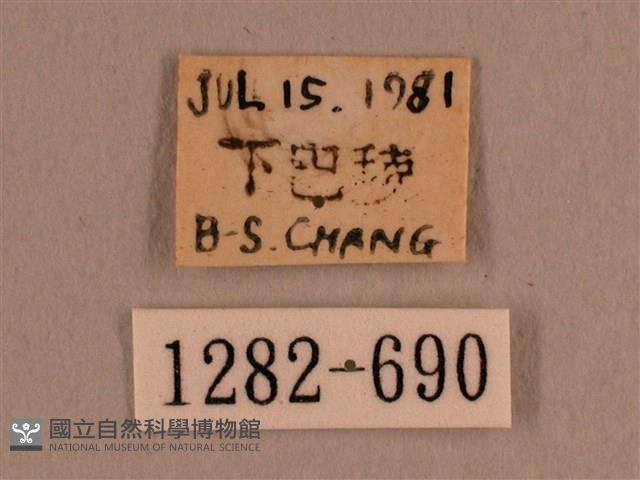 背線天蛾藏品圖，第3張