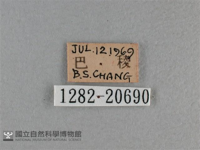 尖翅褐弄蝶藏品圖，第3張