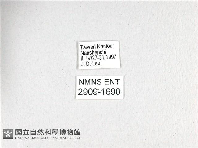 斑鳳蝶藏品圖，第3張