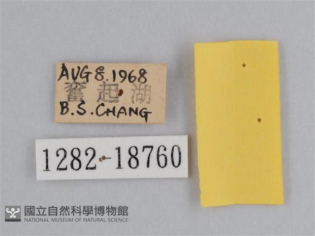 雲紋尖粉蝶藏品圖，第3張