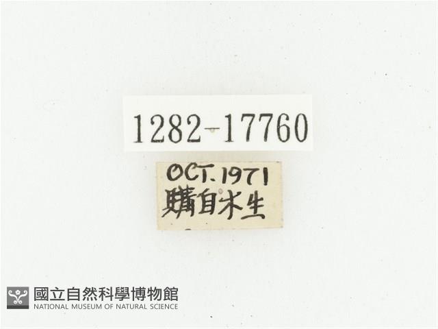 血紅虎斑花金龜藏品圖，第2張