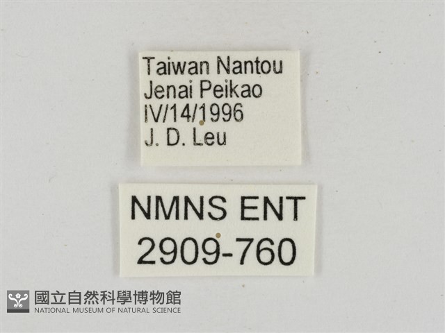 淡褐脈粉蝶藏品圖，第3張