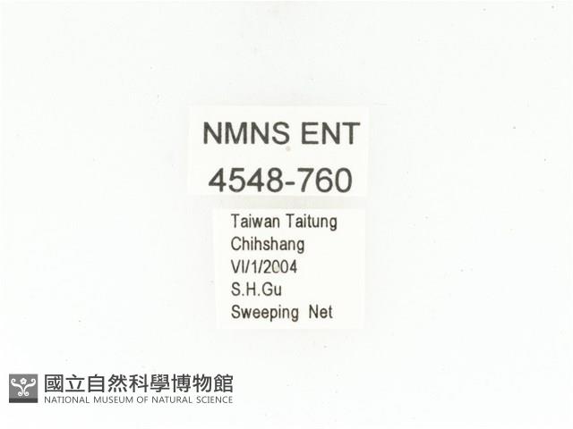 銅點花金龜藏品圖，第2張