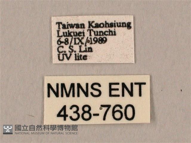 棕綠背線天蛾藏品圖，第3張