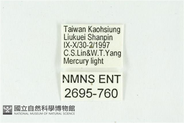 白斑散紋夜蛾藏品圖，第3張