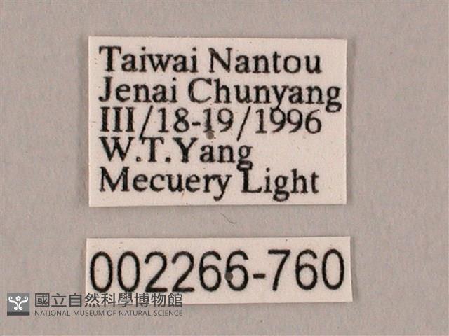 栗六點天蛾藏品圖，第3張