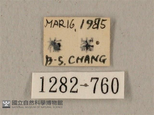 全緣缺角天蛾藏品圖，第3張