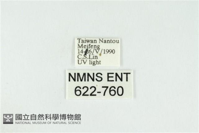 寬紋黃毒蛾藏品圖，第3張