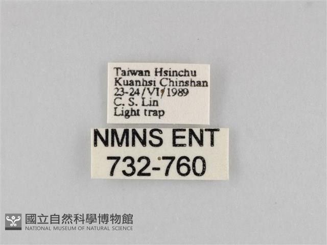 印度康夜蛾藏品圖，第3張