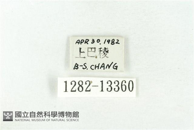 樹形尺蛾藏品圖，第3張