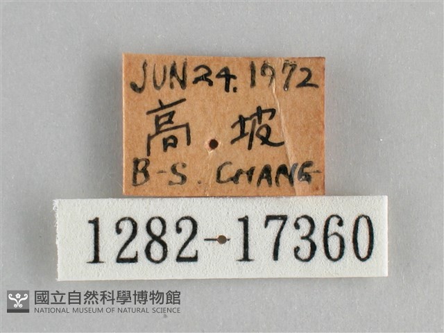 鱗紋眼蛺蝶藏品圖，第3張