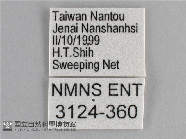 眼蛺蝶、孔雀蛺蝶藏品圖，第3張