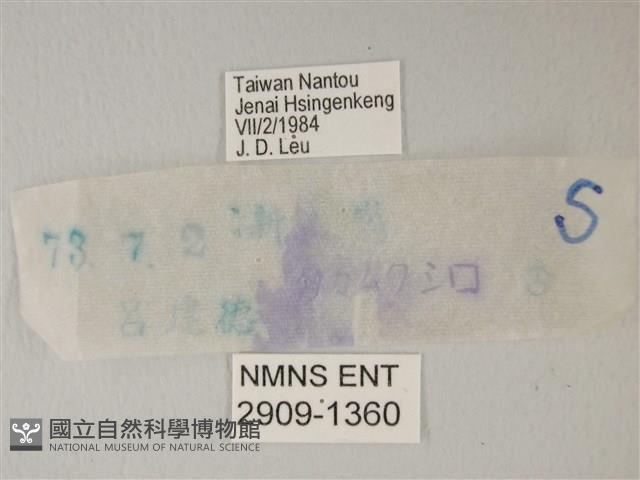 流星絹粉蝶藏品圖，第3張