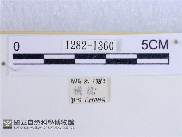 後凸蝶燈蛾藏品圖，第3張