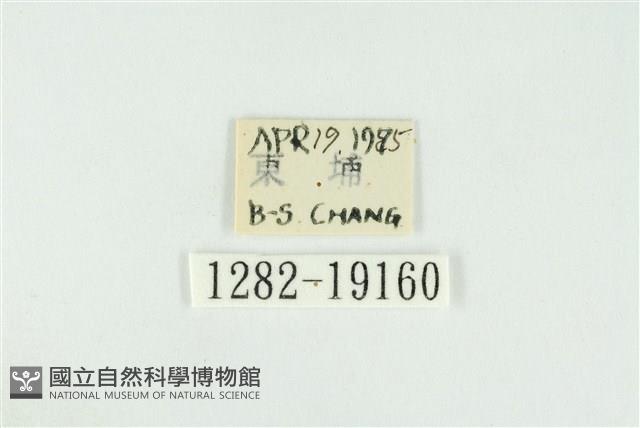 寬紋黃毒蛾藏品圖，第3張