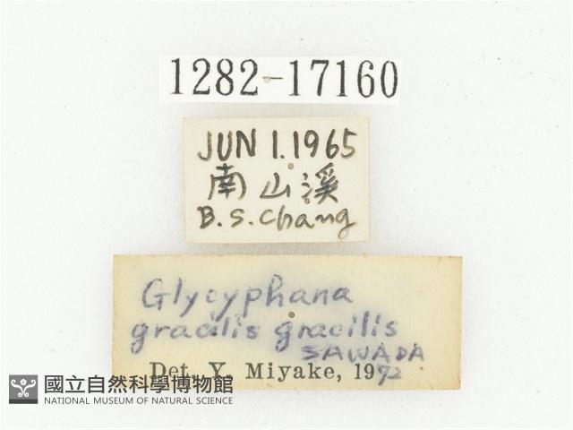 細微黑花金龜藏品圖，第2張