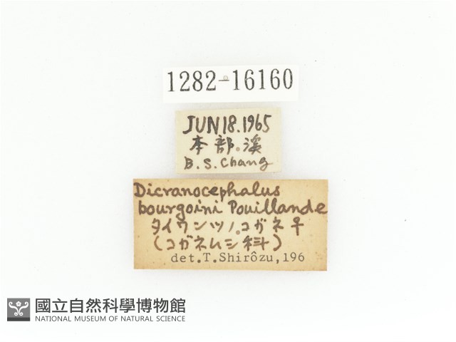 臺灣角金龜藏品圖，第2張