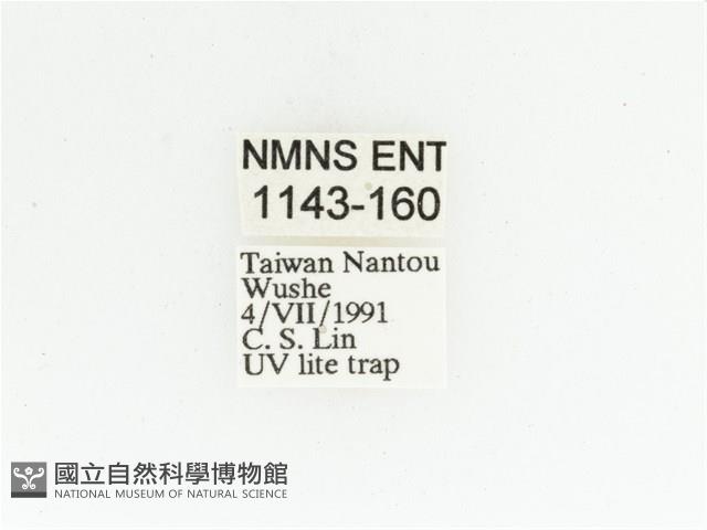 姬白條金龜藏品圖，第2張