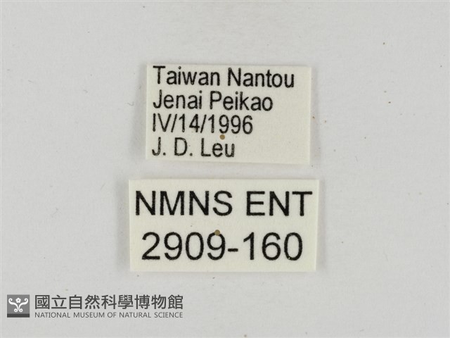 淡褐脈粉蝶藏品圖，第3張