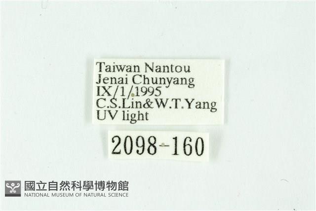 三條橙燈蛾藏品圖，第3張