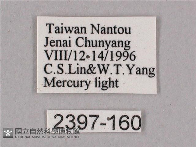 細斜紋霜天蛾藏品圖，第3張