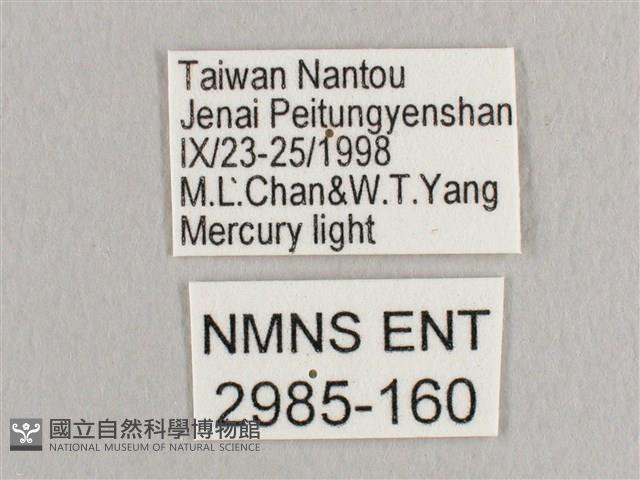 鉛斑帶鉤蛾藏品圖，第3張