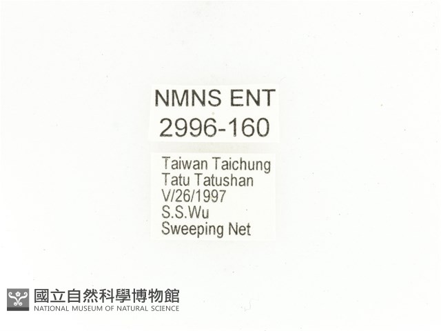 銅點花金龜藏品圖，第2張