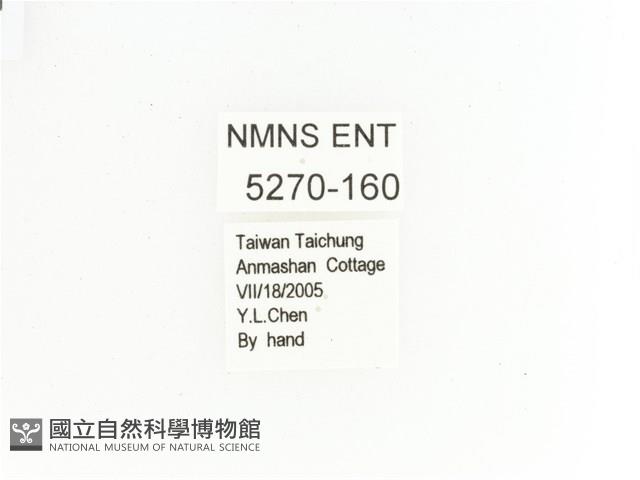 綠艷長腳花金龜藏品圖，第2張