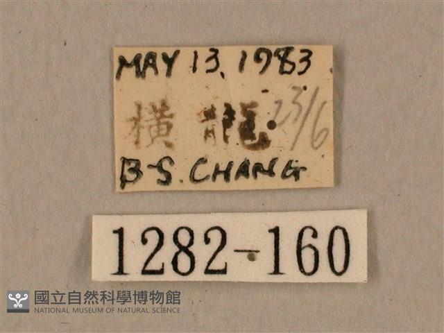 背中白天蛾藏品圖，第3張