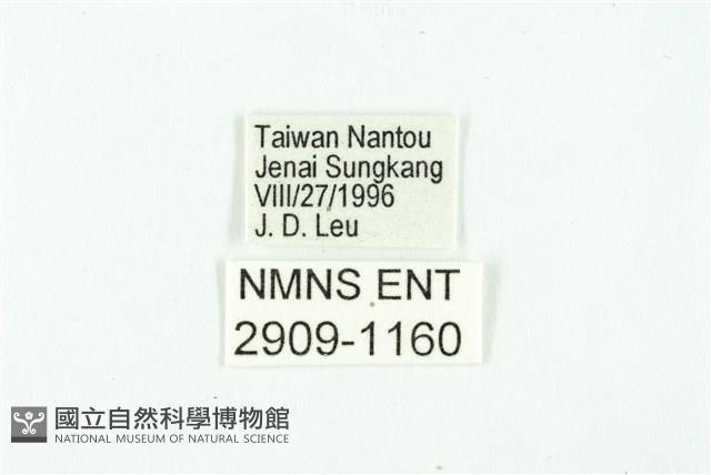 黃斑弄蝶藏品圖，第3張