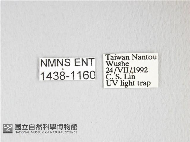 圓翅大鉤蛾藏品圖，第3張